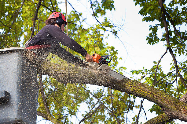 How Our Tree Care Process Works  in  Lake Mary Jane, FL